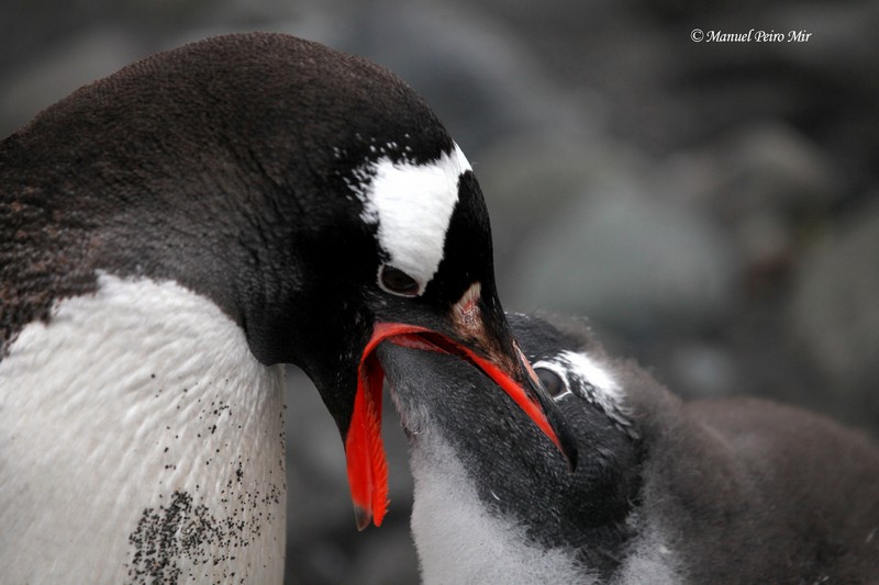 Pinguino Papua e hijo_800